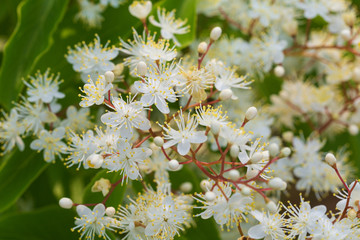 クロミノニシゴリの花