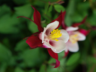 Columbine flowers of various colors with a green background