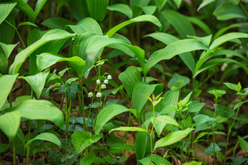 ひっそりと咲く鈴蘭の花