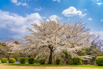 桜