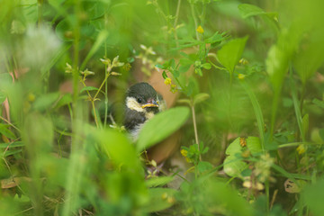 シジュウカラの幼鳥