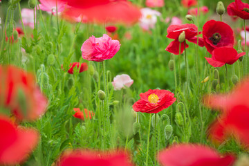 ヒナゲシの花畑