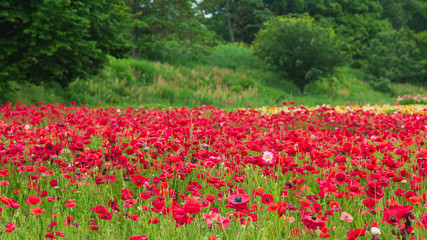 ポピーの花畑
