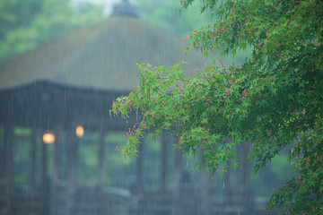 イロハモミジと雨の風景