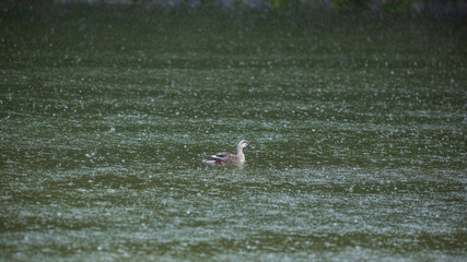 雨の中のカルガモ