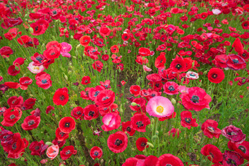 Obraz premium 満開のポピーの花畑