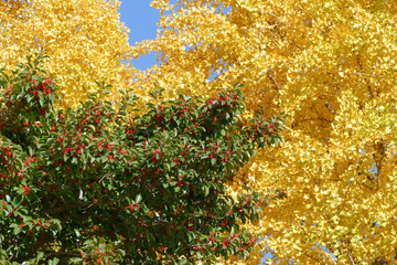 黄色い葉、赤い木の実、秋の青空