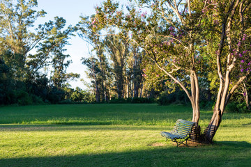 Park bench in the grass under a tree at sunset