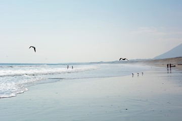 Beach with few people and many birds with the mountains in the background on a summer day 