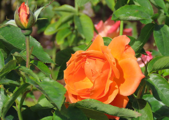 Orange roses with a green background