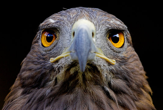 Close up des Kopfes eines Steinadlers
