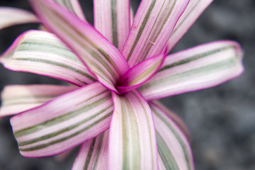 Naklejka premium Macro 2