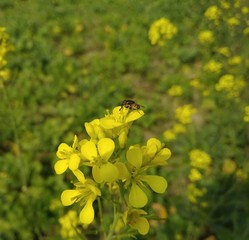 butterfly on yellow flower