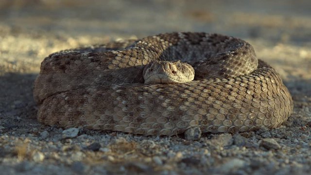 Close Up View Of A Rattlesnake Coiled Defensively