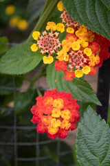 Bright colored flowers, yellow, red and orange
