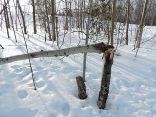 Hiver a Québec