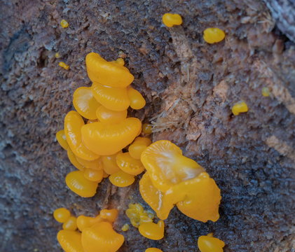 Tremella mesenterica, Golden jelly fungus, Witches butter, Yellow brain, on Pine log