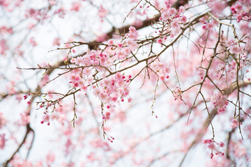 日本の桜