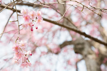 日本の桜