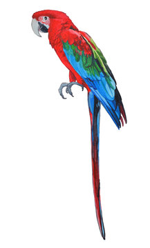 red-and-green macaw from Brazil South America, watercolor illustration