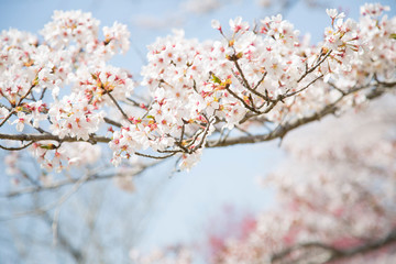 Obraz premium 日本の桜
