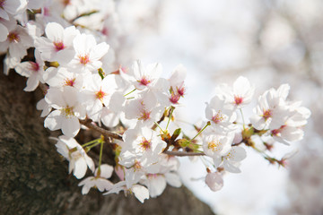 Obraz premium 日本の桜