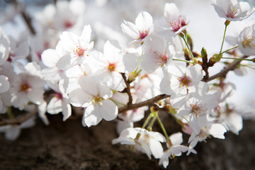 日本の桜