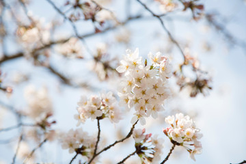 日本の桜