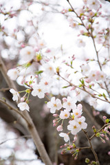 日本の桜