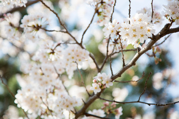 Fototapeta premium 日本の桜