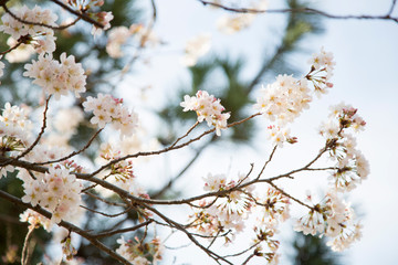 日本の桜