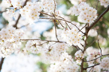 日本の桜