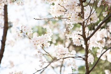 日本の桜