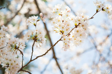 日本の桜