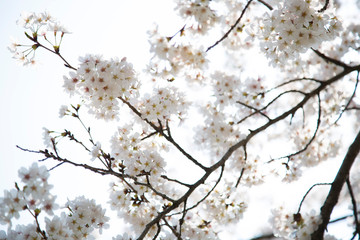 日本の桜