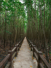 Fototapeta na wymiar The paths in the mangrove forest are quiet.