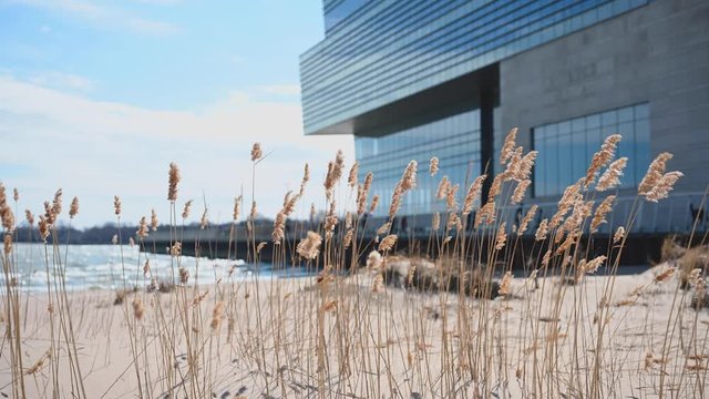 Tall grass blowing on beach along Lake Michigan in spring