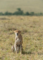 Cheetah sitting in a dry grassland at Masai Mara, Kenya, Africa