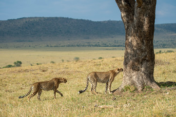 Two cheetahs approaching a big tree at Masai Mara, Kenya, Africa