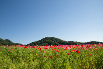 天空のポピー