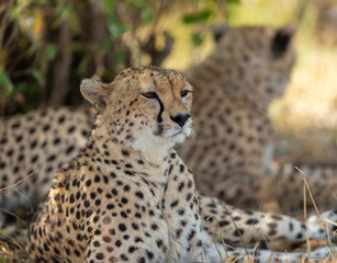 Two cheetahs relaxing below a small bust at Masai Mara,Kenya, Africa