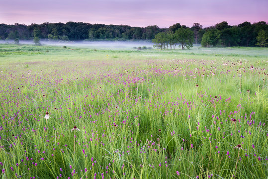 The native grasses of Midwest prairie are punctuated by coneflower and purple prairie clover just before sunrise. 