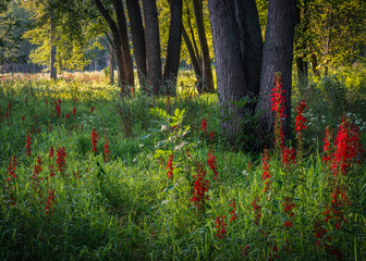 Early morning sunlight streams into a woodland border where the crimson blooms of the cardinal flower stand tall above the prairie grasses. 