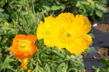 Fototapeta premium 満開のポピー