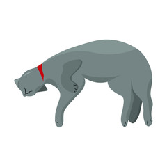 Lazy bed cat isolated on white.