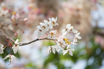 white flowers tree blossom