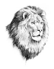 lion illustration of lion head and mane in hand drawn pencil sketch isolated on white background, strong dangerous and powerful animal, african safari wildlife