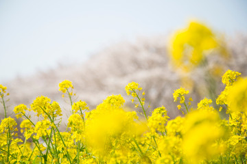 菜の花畑
