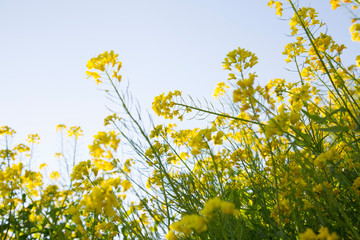 菜の花畑
