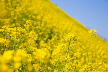 Obraz premium 菜の花畑 